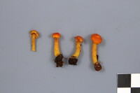 Hygrocybe miniata image